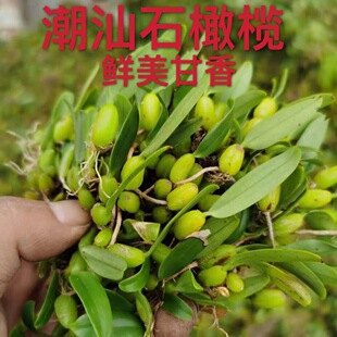 批发新鲜石橄榄单叶软叶小果双叶小果单叶大果石仙桃石岩珠包邮