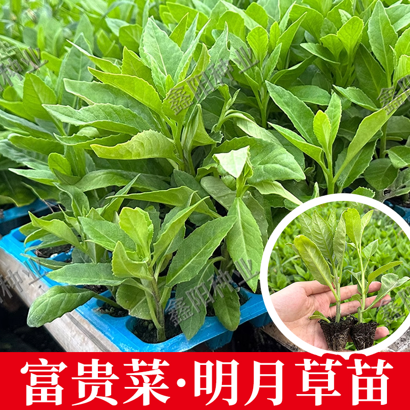 明月草苗食用盆栽苗白背菜降糖草神仙草蔬菜种植植物白子菜金鸡毛 鲜花速递/花卉仿真/绿植园艺 家庭园艺种子 原图主图