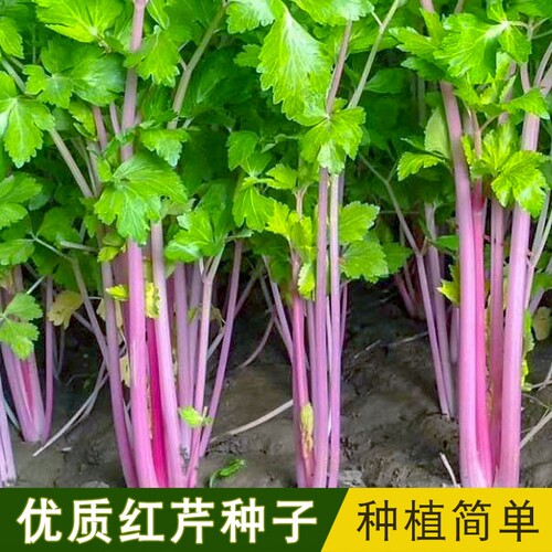水果芹菜种子红芹菜种子白芹菜种子贵族野芹菜种籽彩芹花盆