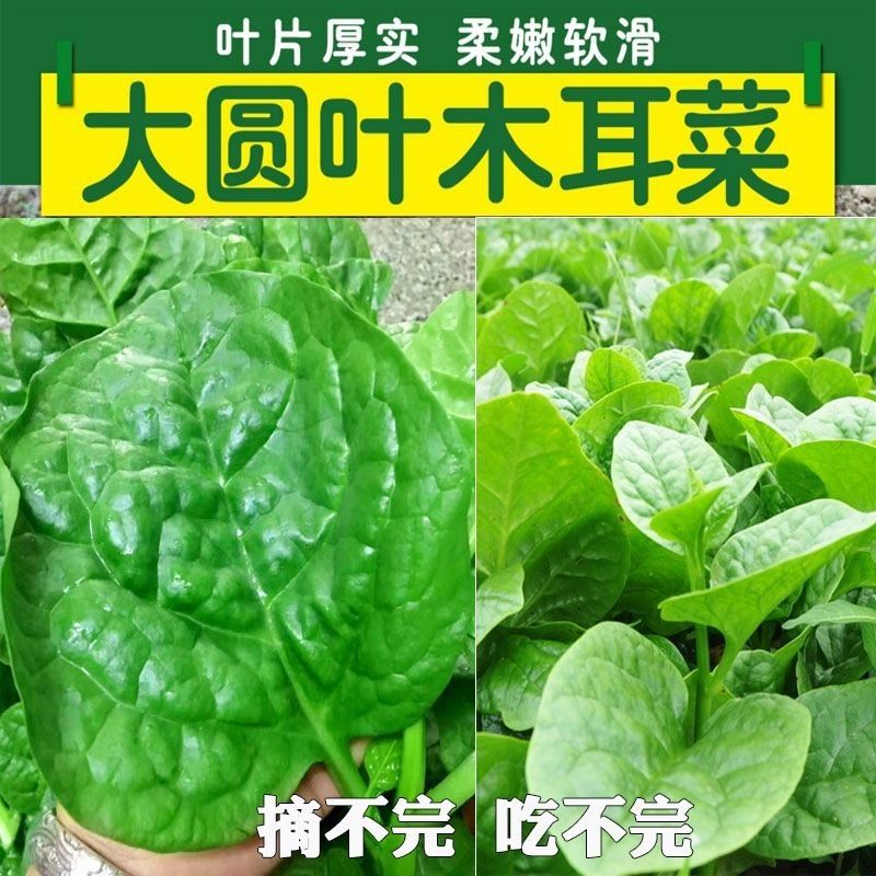 大叶木耳菜种子木耳菜种苗苗阳台盆栽菜籽种大全四季种孑蔬菜种籽