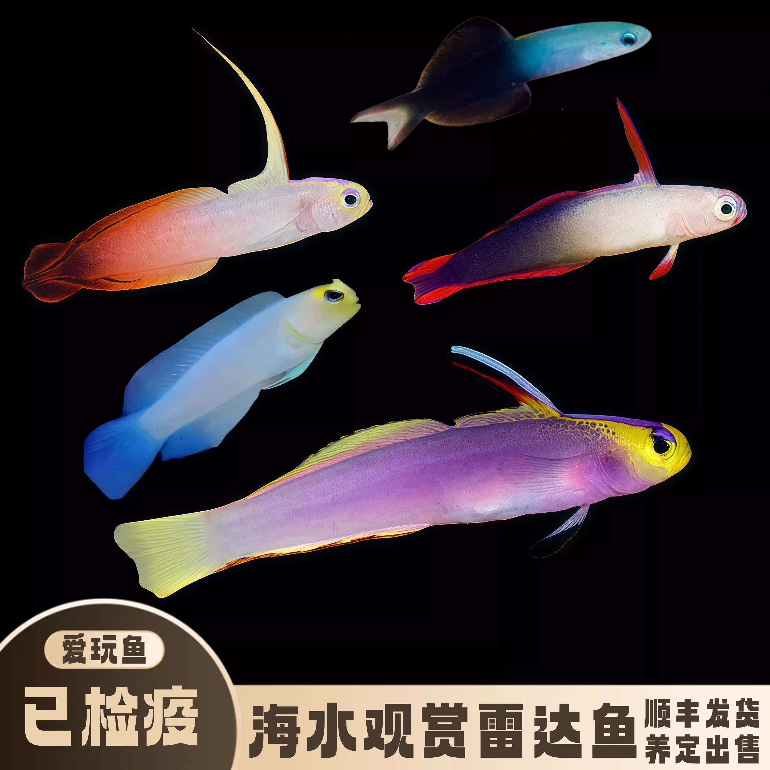 【爱玩鱼】雷达类海水鱼红雷达紫雷达喷射机养定检疫开口易养定水