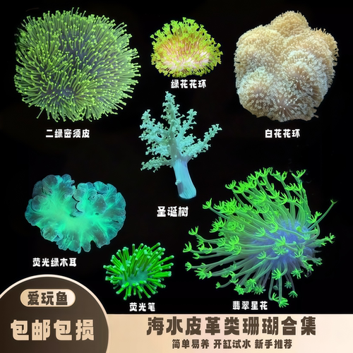 爱玩鱼水族皮革珊瑚海缸新手珊瑚