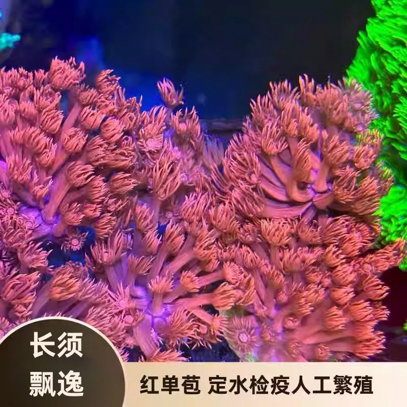 【爱玩鱼】日本红单苞珊瑚长须海缸海水活体ps软体易养带基座定水,宠物/宠物食品及用品,其它水族宠物,淘宝优惠券,粉丝福利购,淘宝优惠卷