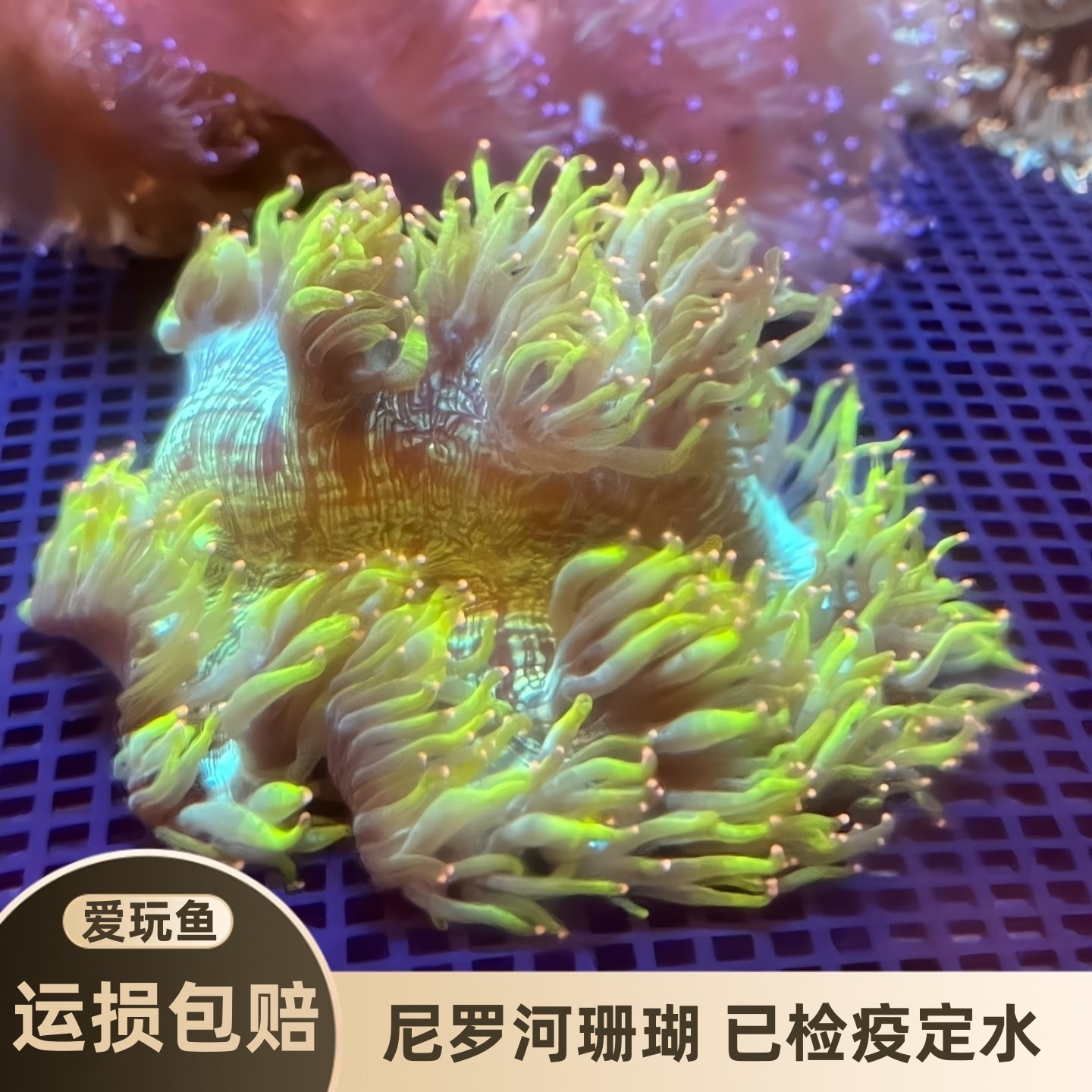 尼罗河珊瑚海缸lps软体彩点