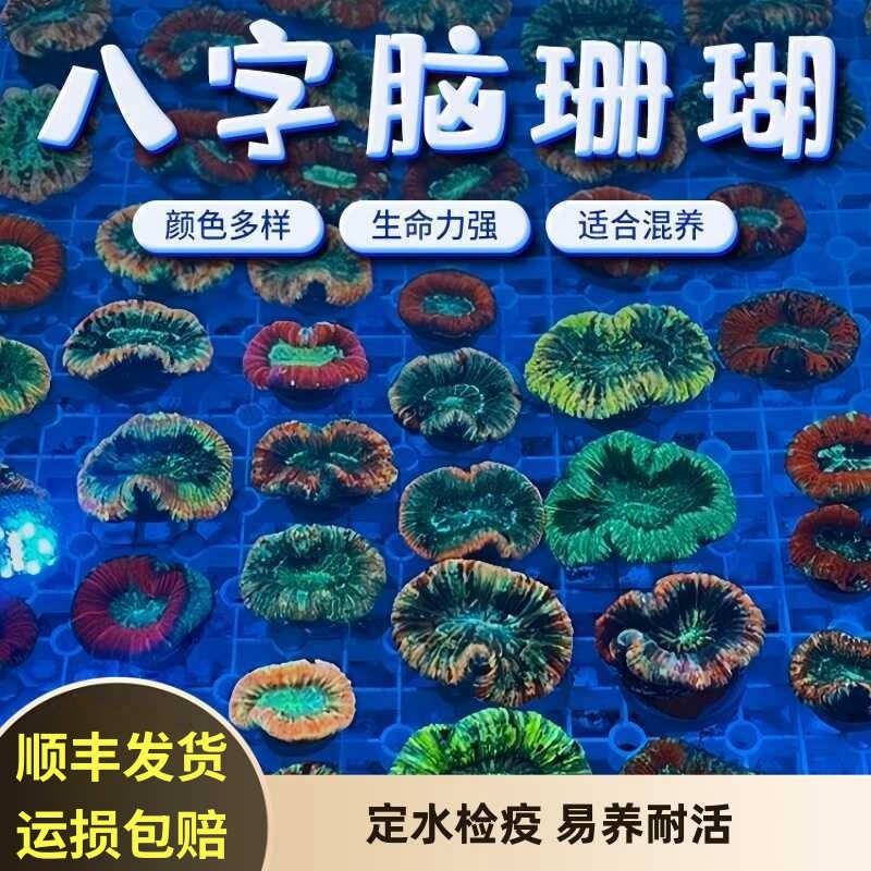 爱玩鱼八字脑珊瑚海水缸易养珊瑚