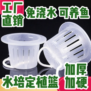 水培定植篮土培植物玻璃瓶水培器皿固根器绿萝发财竹加深固定篮