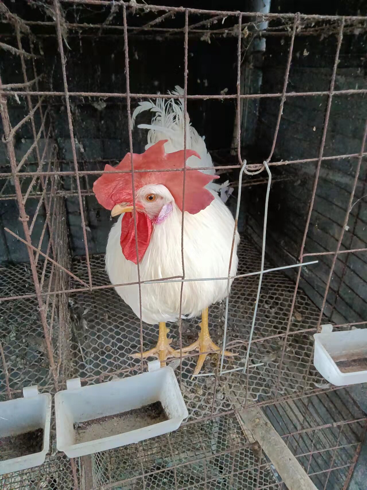 农村散养纯白大公鸡活鸡药引子鸡活体土公鸡宠物鸡包活到家无杂毛