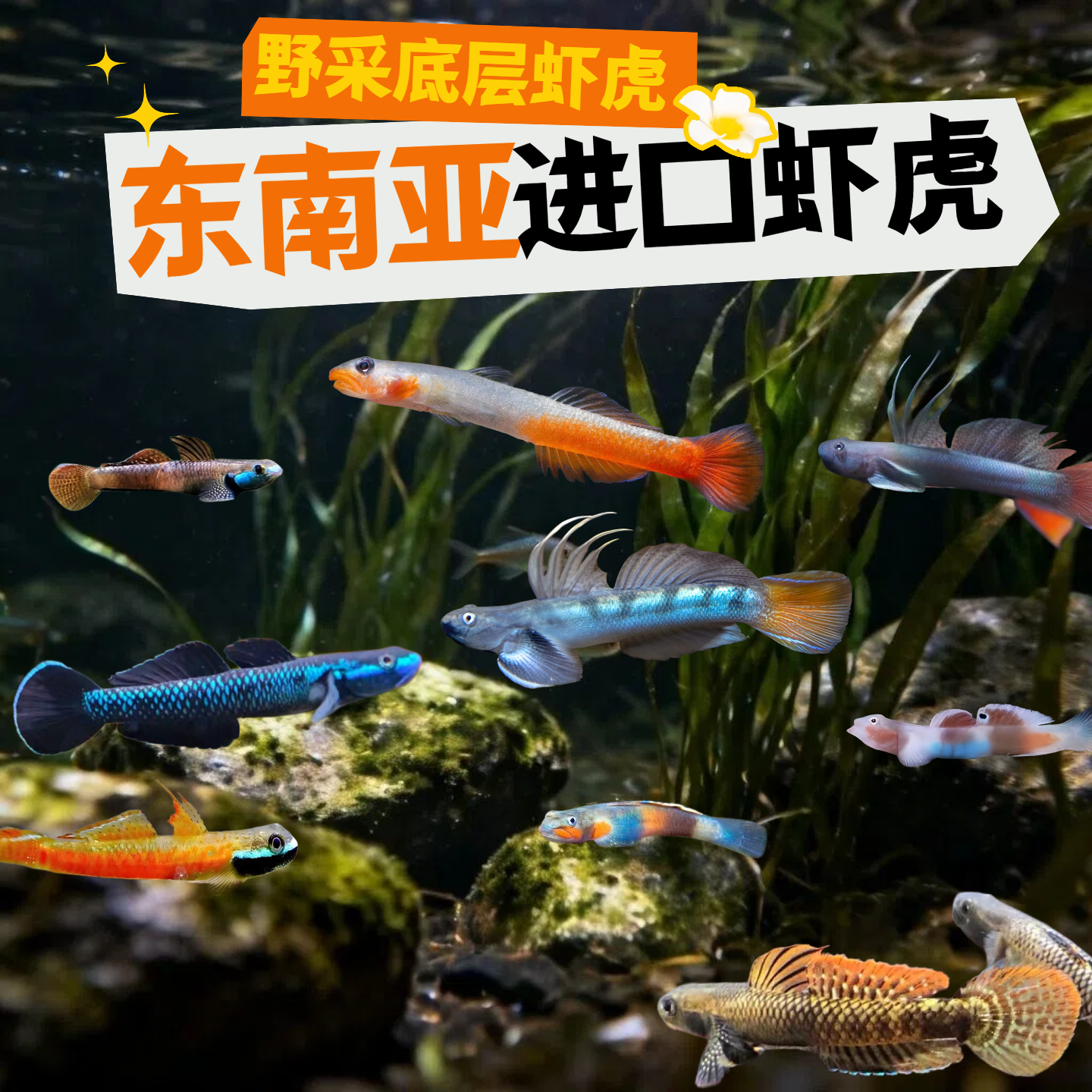 东南亚进口虾虎鱼淡水吃藻工具鱼