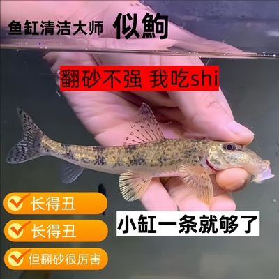 似鮈翻砂清洁鱼不加温