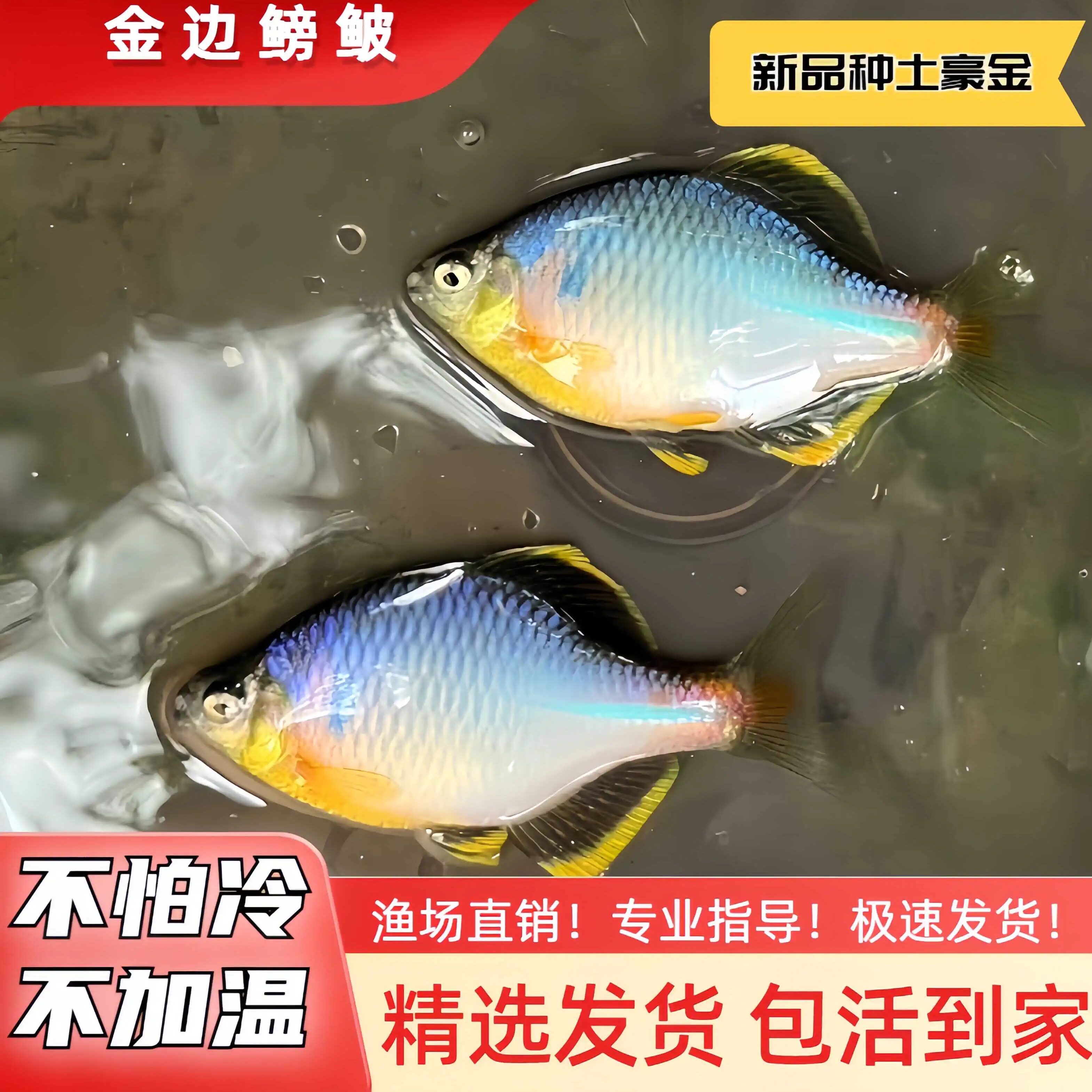 包活中华旁皮吃丝状藻原生观赏鱼