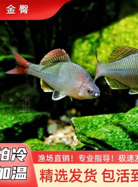 金臀鳑鲏鱼原生鱼溪流缸造景底砂冷水观赏鱼饲料非齐式青鳞