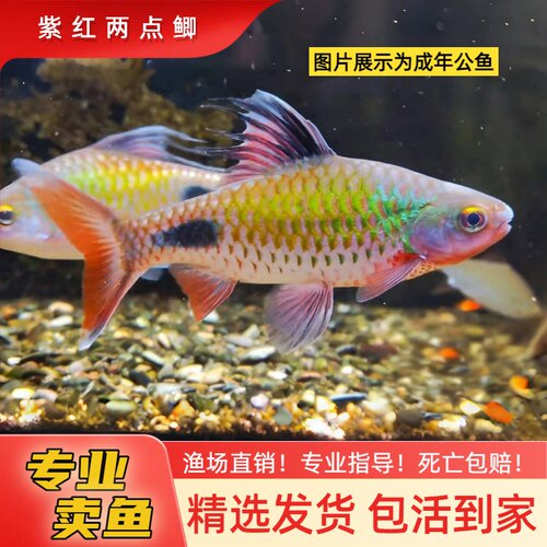 紫红两点鲫克里希那道金斯鲃红尾绿荧光鲫黑影道人小型观赏鱼好养