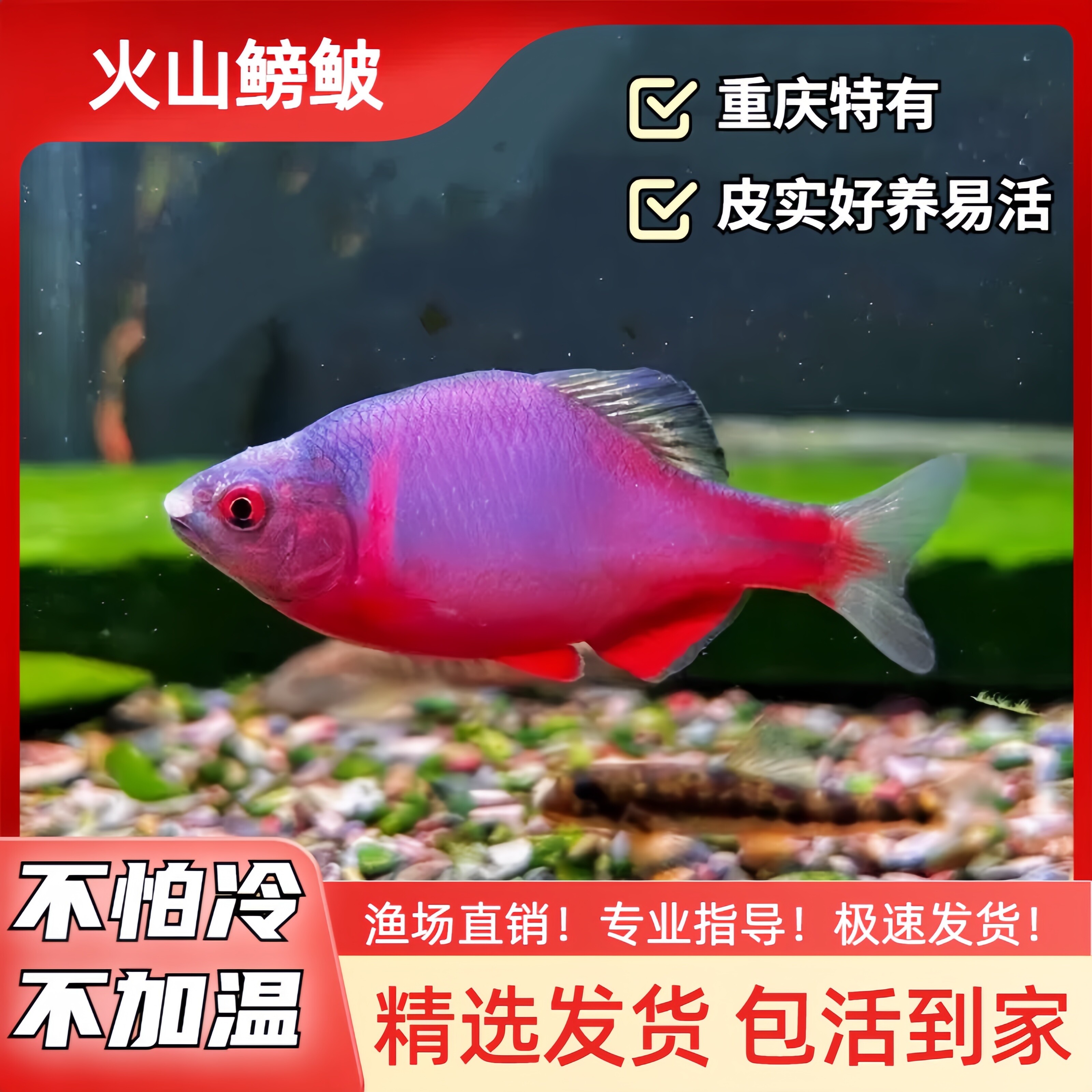 火山鳑鲏原生鱼小型原生冷水观赏鱼不加温皮实好养