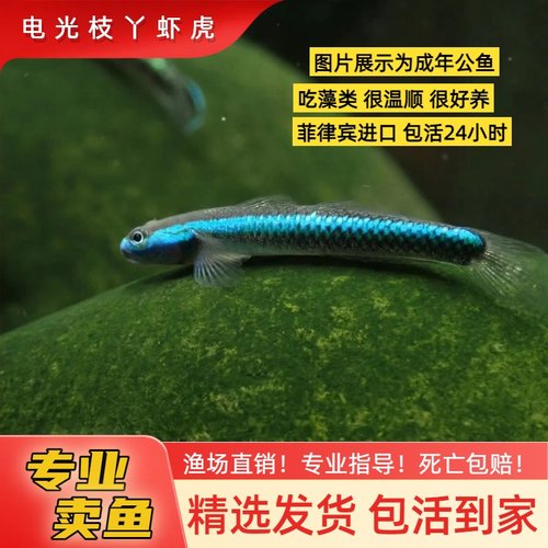 电光枝丫虾虎鱼菲律宾进口淡水鱼公鱼好养不容易生病不加温原生鱼