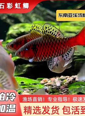 钻石彩虹鲫公鱼冷水原生溪流鱼草缸群游淡水鱼进口观赏鱼无需加热