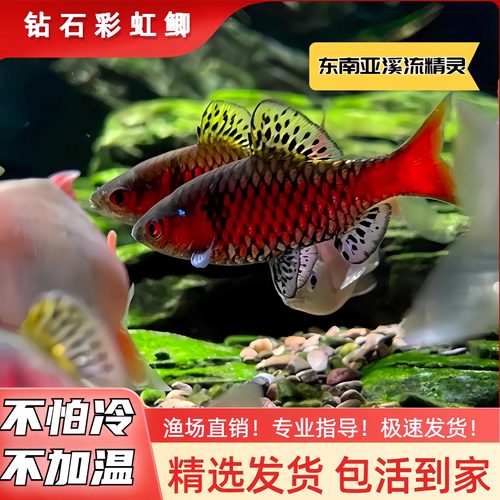进口无需加热钻石原生草缸淡水鱼