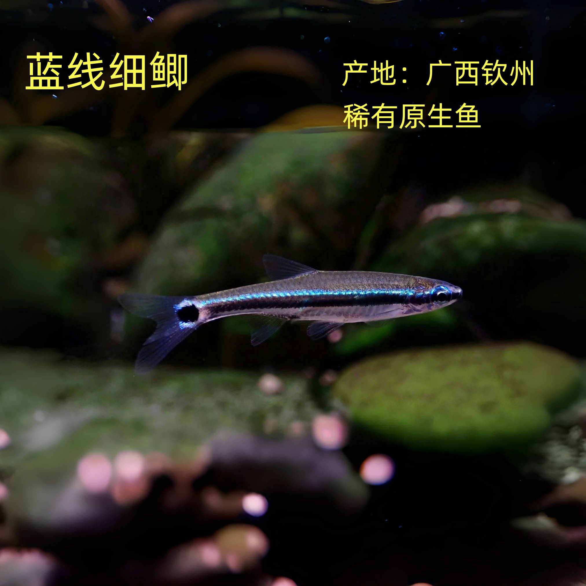 蓝线细鲫原生冷水鱼免加温原生观赏鱼原生鱼