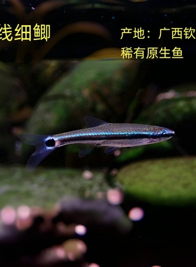 蓝线细鲫原生冷水鱼免加温原生观赏鱼原生鱼
