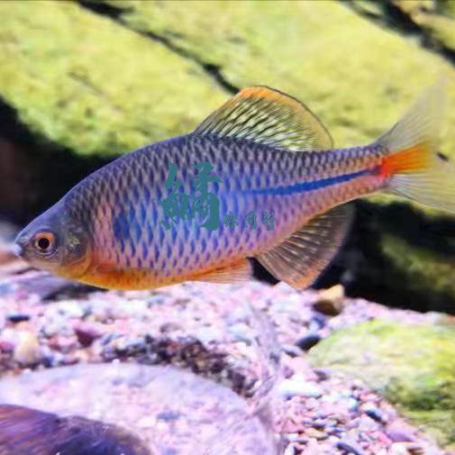 蓝石台齐式鱊鳑鲏原生冷水观赏鱼小型群游鱼不加温皮实好养旁皮鱼