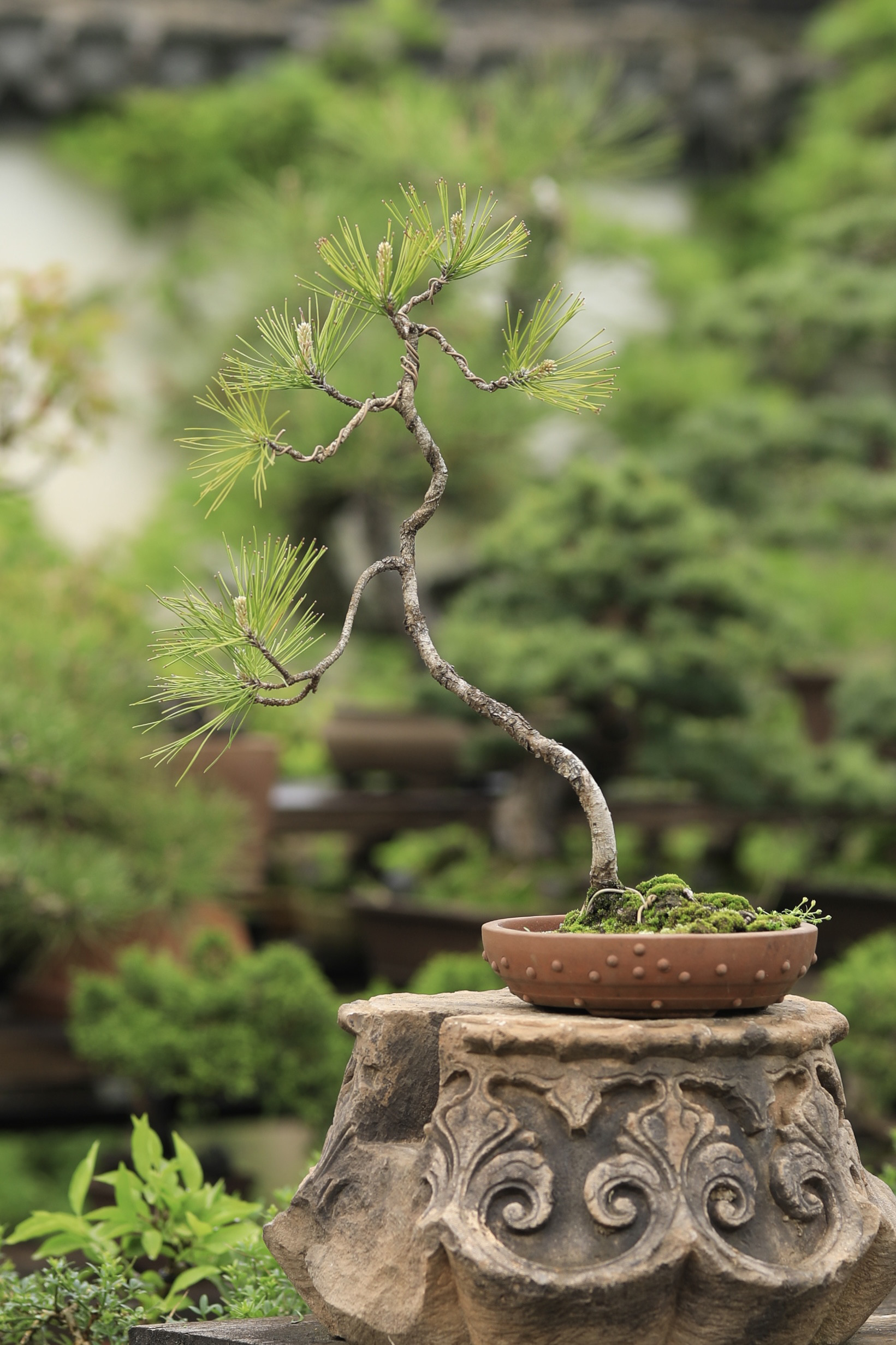 文人黄山松带盆栽好一物一拍老桩松树盆景茶桌摆放