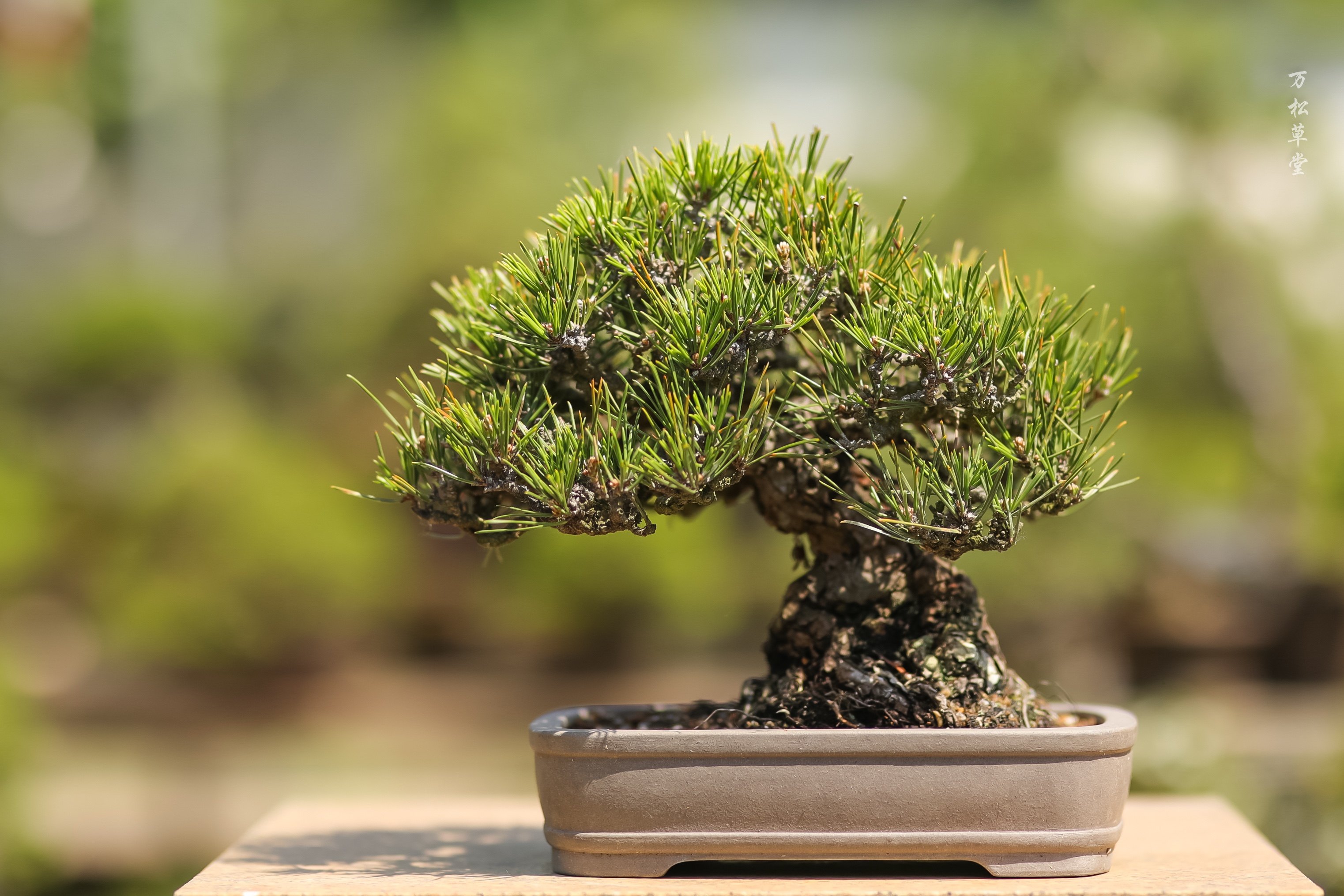 黑松盆景老桩精品日本进口参展级别收藏级别高手可入