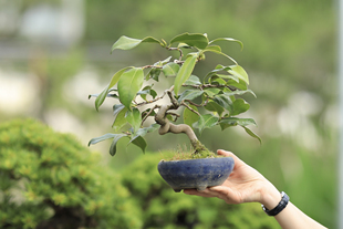 玉之浦茶梅茶花椿日本进口一物一拍顺丰 包邮