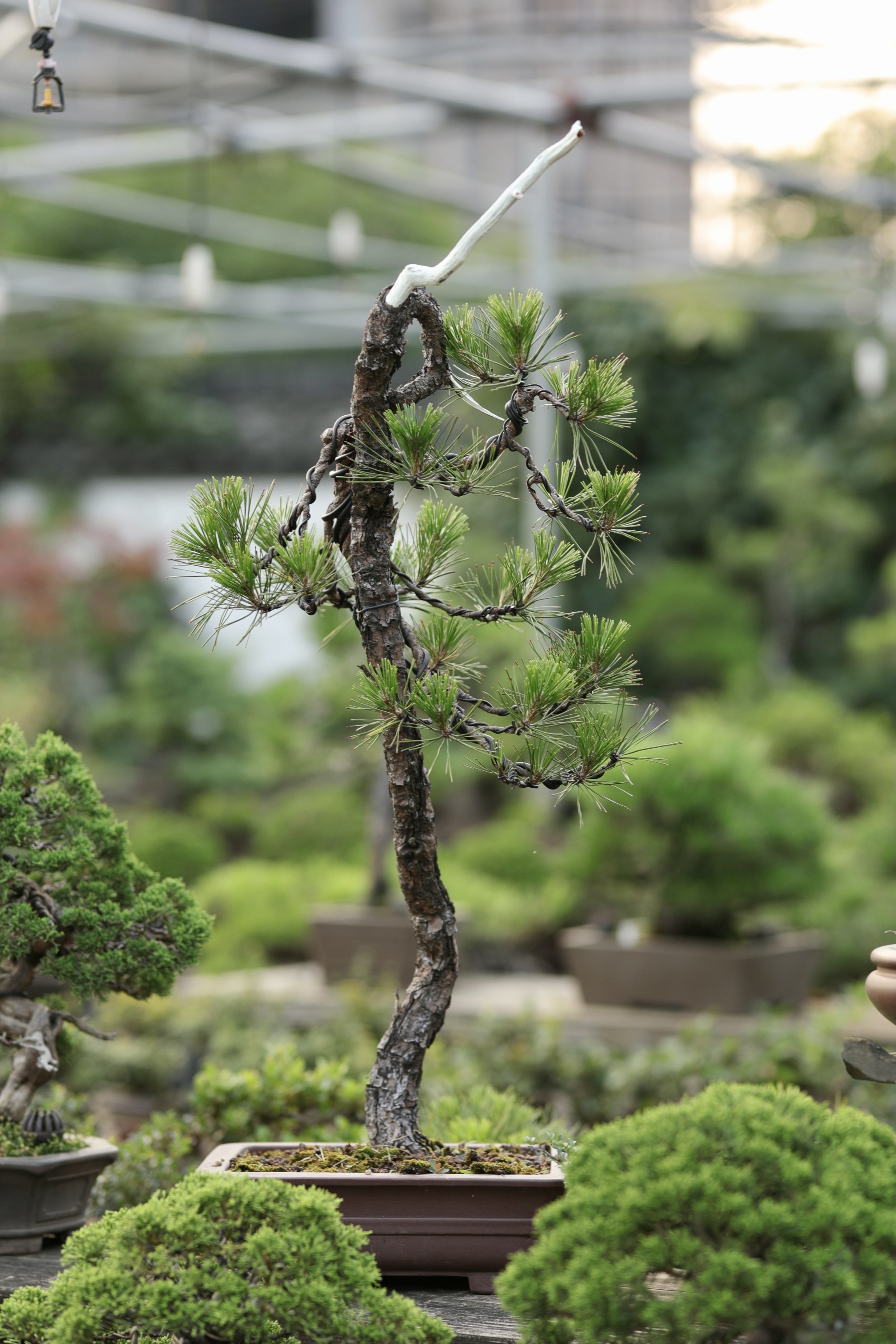 黄山松盆景文人式中国风高杆跌枝带紫砂盆顺丰包邮