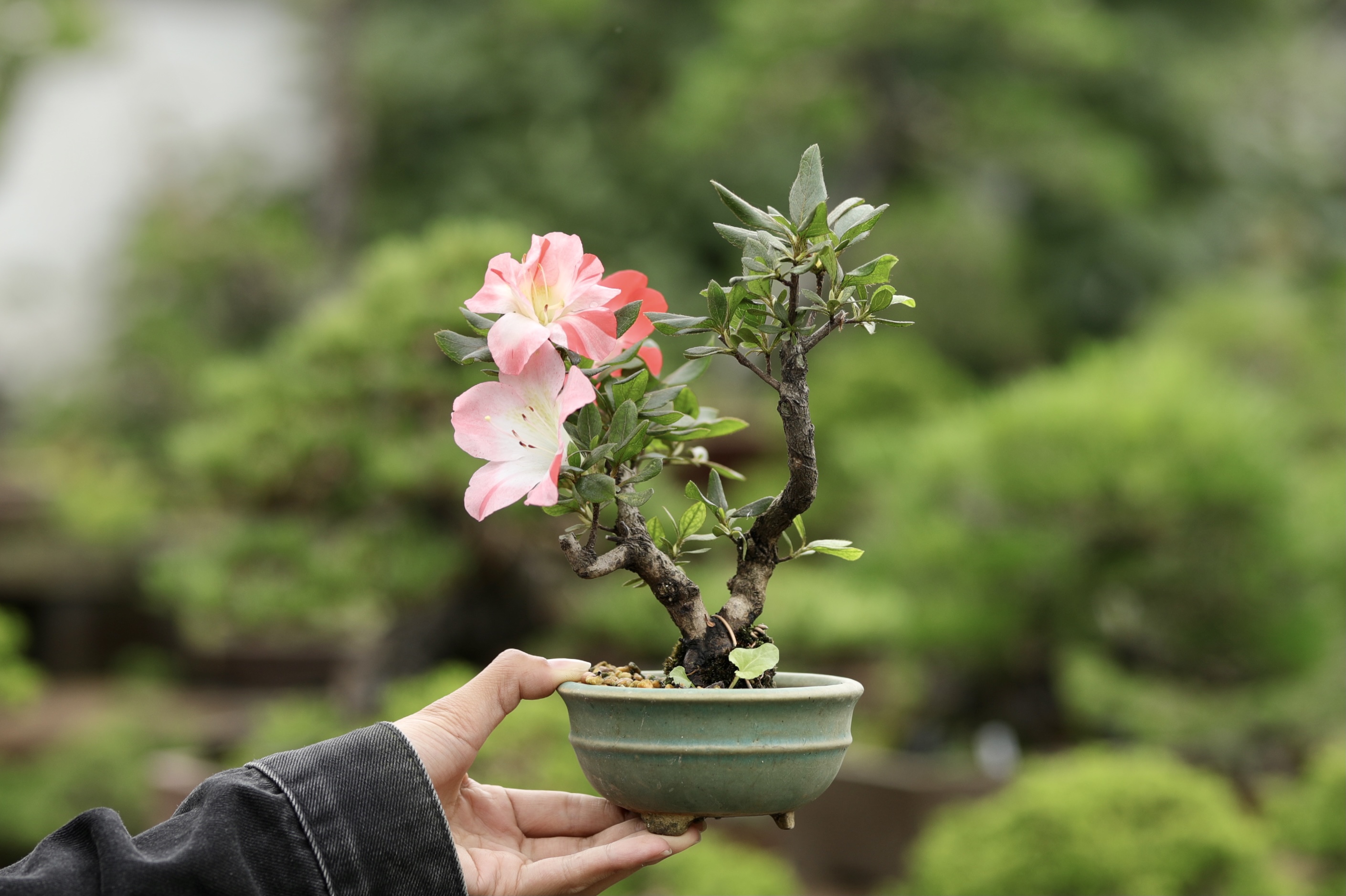 皋月杜鹃小盆景双干造型花色如图带盆栽好国产培育