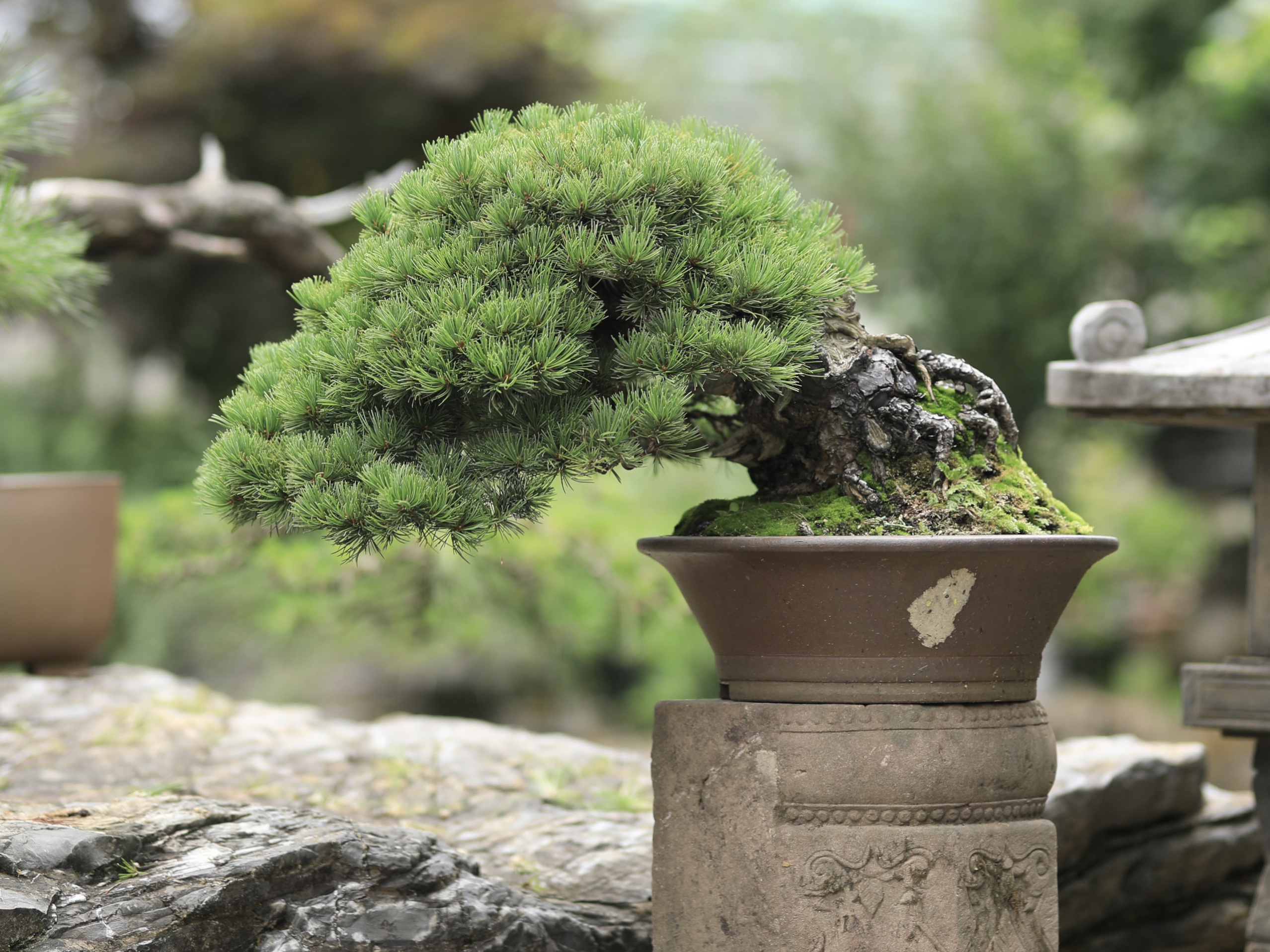 那须五针松盆景临水造型日本进口展品级别