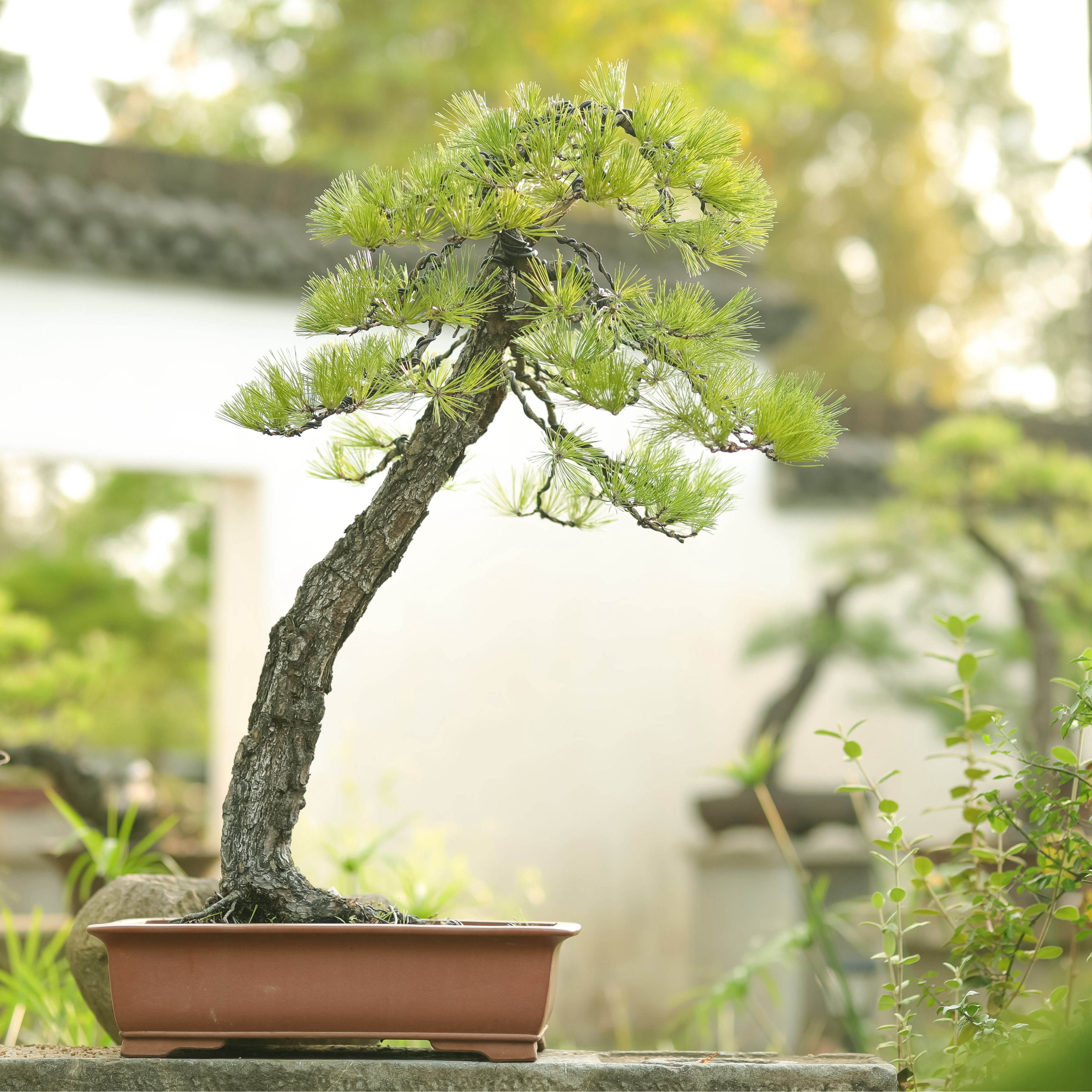 黄山松盆景斜干文人造型带盆栽好参展级别庭院观赏万松草堂山cai