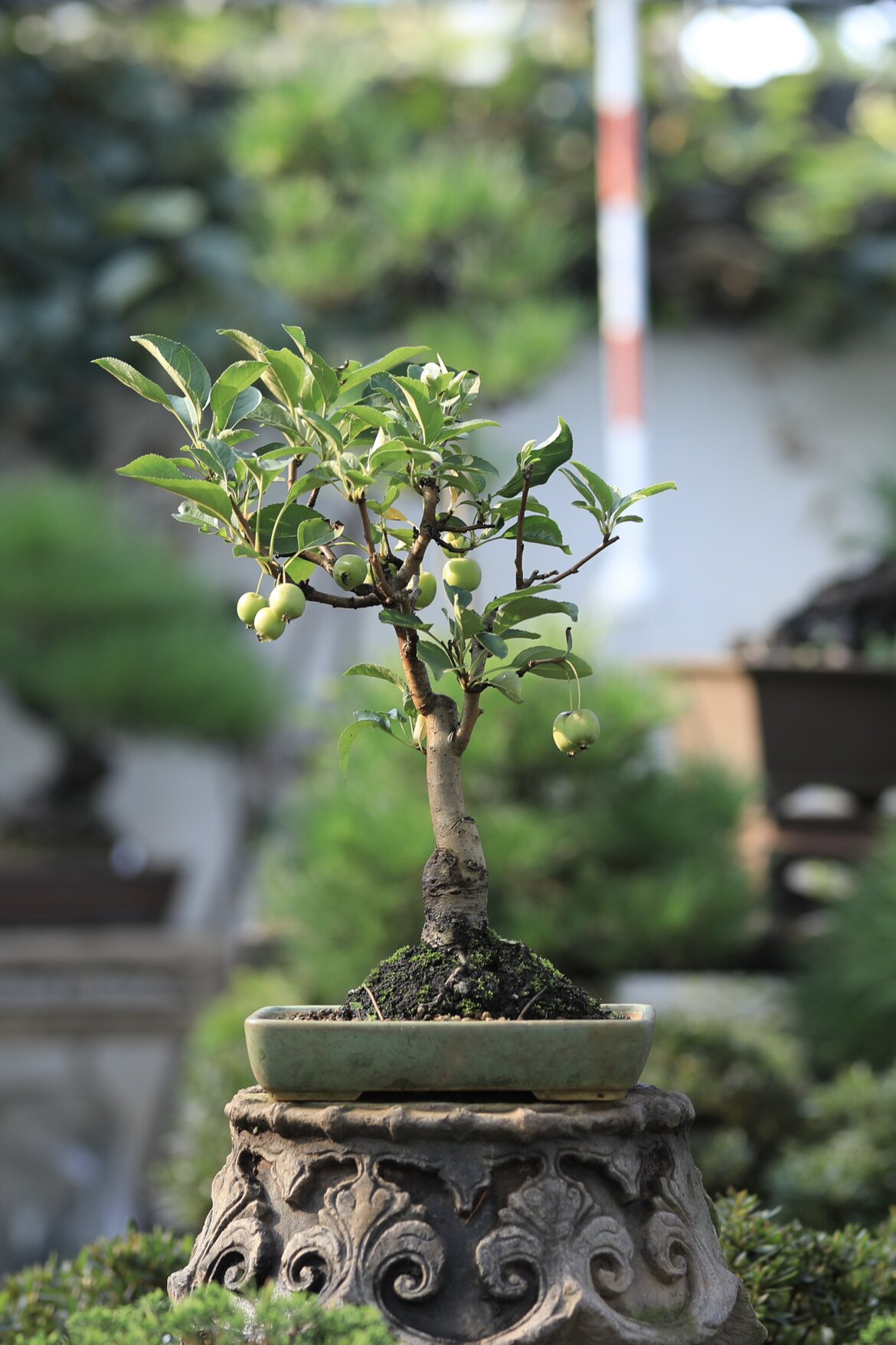 姬苹果盆景海棠棠梨日本进口已挂果可爱绿植带盆栽好顺丰包邮