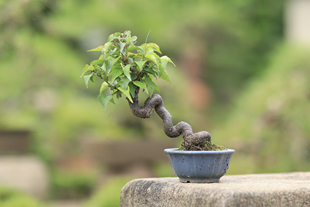 野梅小盆景国产培育原生非嫁接白色花朵冬季 开花