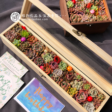 多肉植物创意节日母亲节礼物生日送礼教师节活动圣诞礼品木盒成品