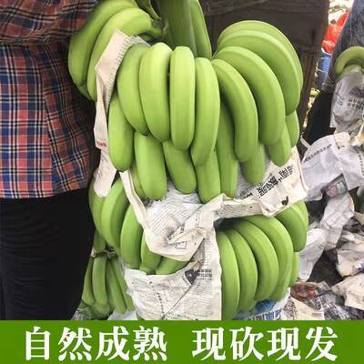茂名农家自种现摘香蕉新鲜水果无催熟剂plantain非粉米焦5斤包邮