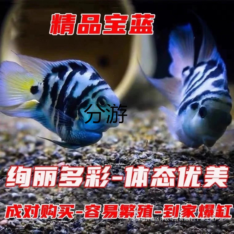 小鱼迷你鹦鹉鱼观赏鱼种鱼白金宝蓝一对热带鱼小型活鱼耐养淡水
