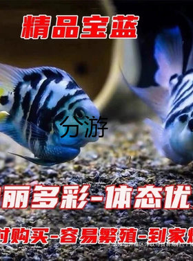 小鱼迷你鹦鹉鱼观赏鱼种鱼白金宝蓝一对热带鱼小型活鱼耐养淡水