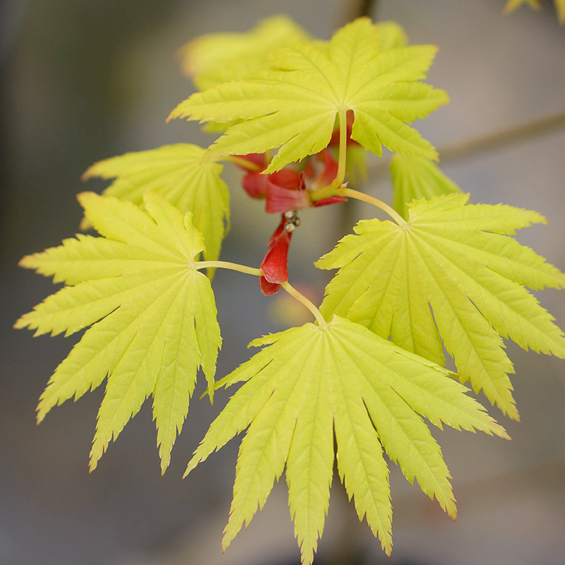 约旦 枫树盆栽红枫树苗庭院树彩叶日式花园阳台植物日本枫大连