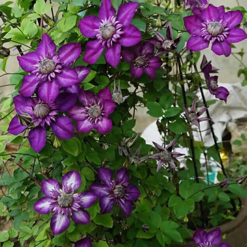 铁线莲 卡西斯大苗 耐热耐阴攀爬藤绿植物花卉阳台盆栽庭院美景