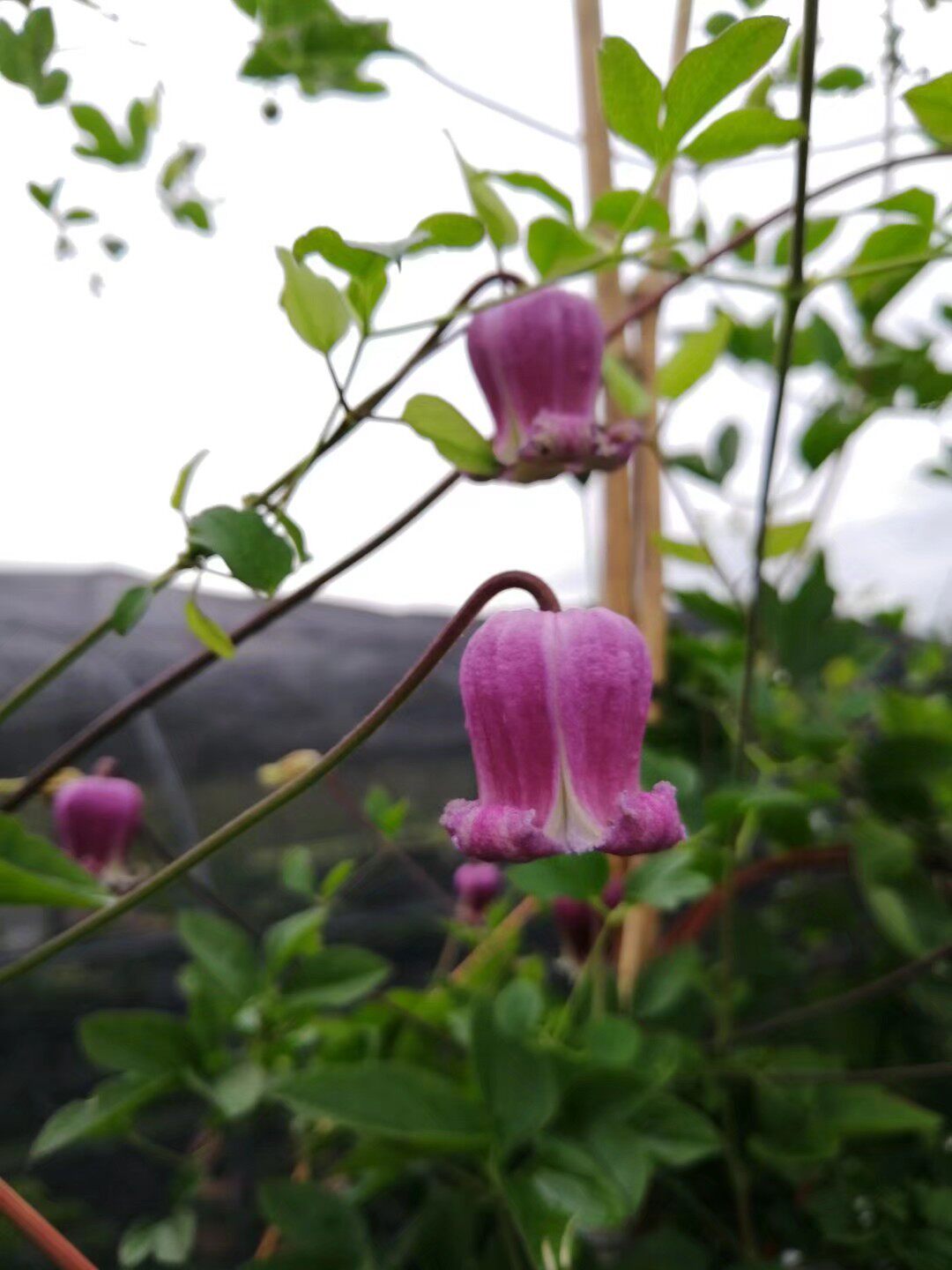 买三送光 买五任意送 铁线莲 铃铛铁 蓬巴杜爬藤植物