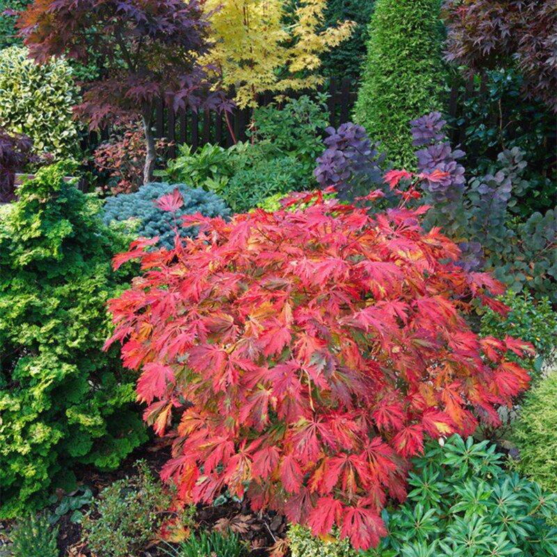 舞孔雀枫树 羽团扇枫羽扇槭进口品种庭院树盆栽红枫