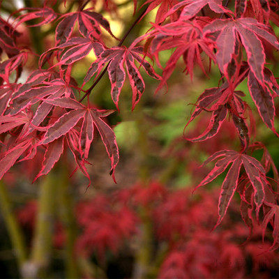日本红枫 希拉蕊  枫树盆栽红枫树苗庭院树彩叶日式花园阳台植物