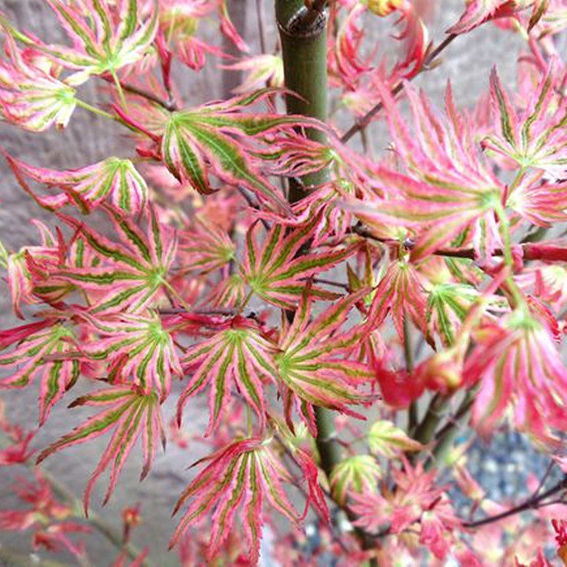 日笠山 日本枫进口品种 黄金枫红枫苗花园庭院阳台室内盆栽枫树