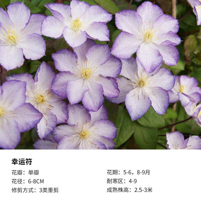 铁线莲 约瑟芬幻紫苹果花 阳台盆栽皇后攀爬藤绿植物花卉美景无边