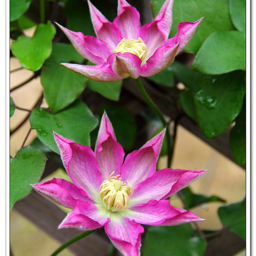 铁线莲爱莎 耐热抗寒攀爬藤阳台庭院花卉