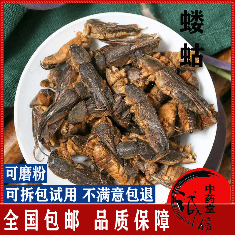 蝼蛄500克包邮蝼蛄干野生蝼蛄虫