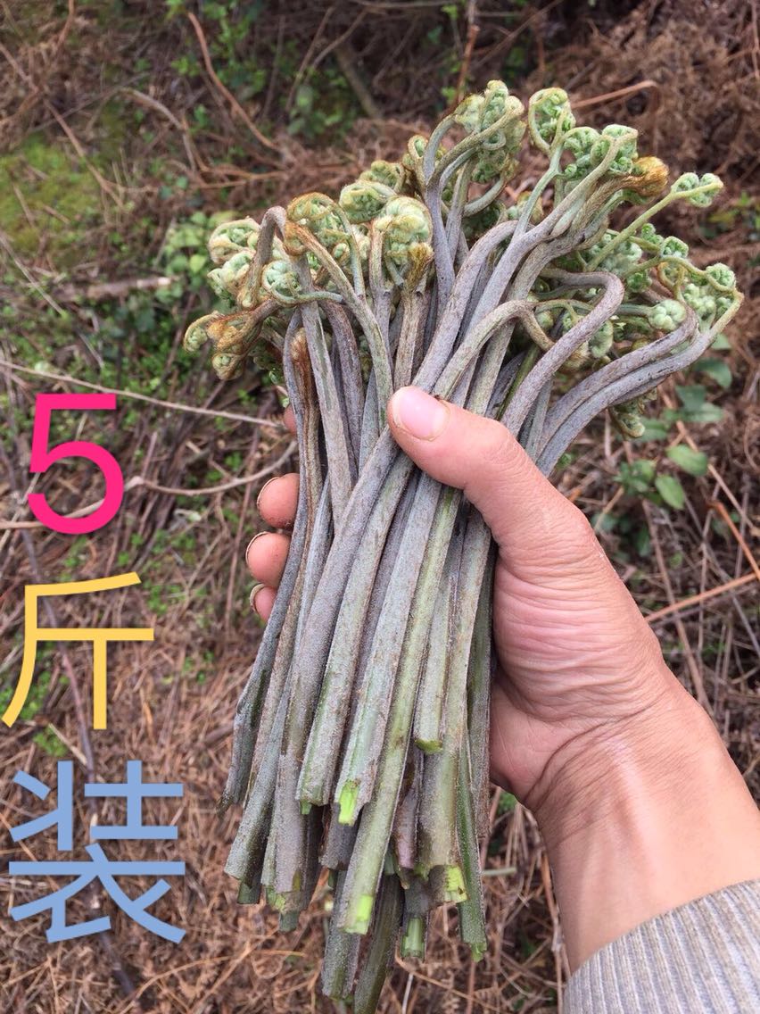 浙江现摘农家新鲜野生蕨菜龙爪菜龙头菜天然绿色蔬菜乡村特色野菜