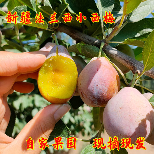 新疆法兰西小西梅李子鲜果西梅