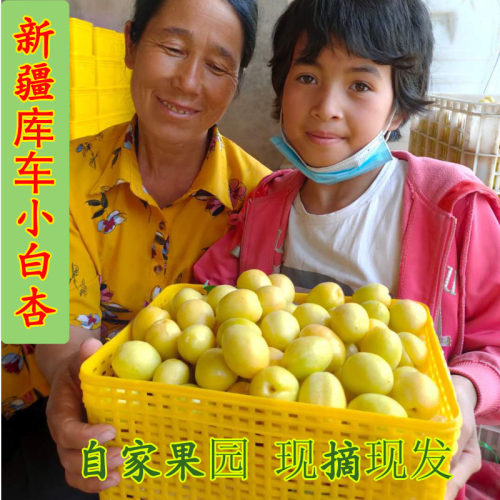 新疆库车小白杏轮台甜杏新鲜水果