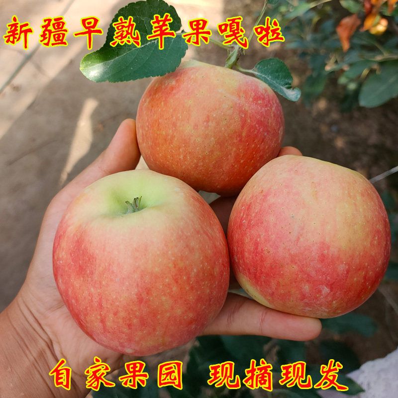 新疆阿克苏早熟嘎啦苹果非冰糖心