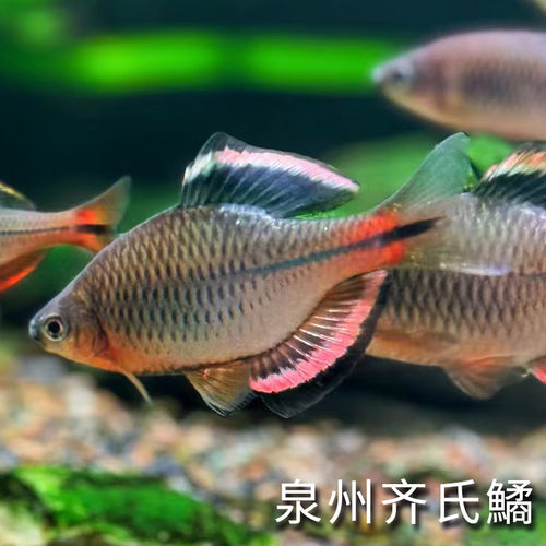 冷水鱼观赏鱼好养耐寒群游易存活